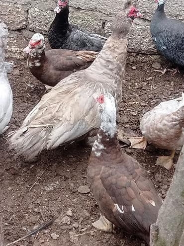 ordəy: Tam sağlam akdif bezekli lal ördekler sagılır.her bir rengden 1-cütdü — 8