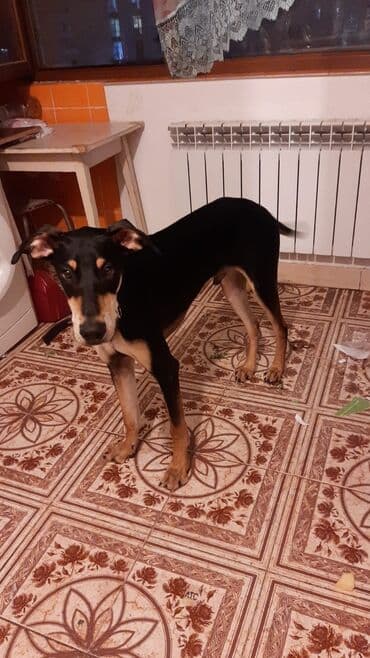 продам собаку объявление: 9 месяцев, Самец — 1