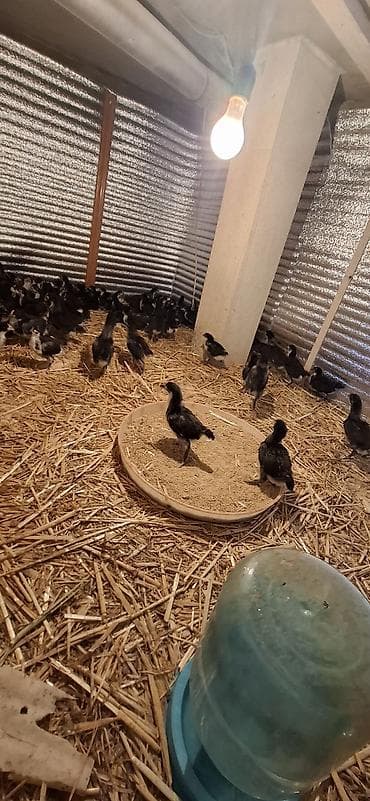 Индюшки: Təmiz qan Alman Astroloq (uzunquyruq) 20 günlük cücələri — 3