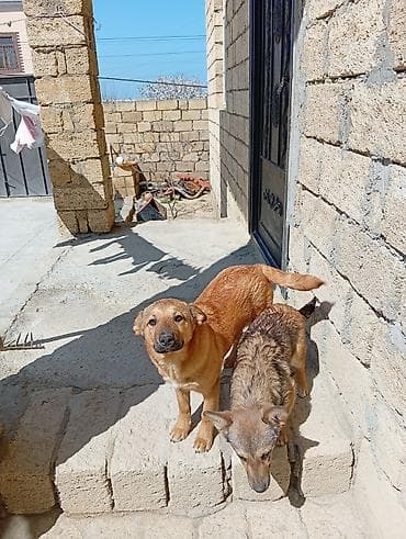 mal satisi: Peyvəndli — 1