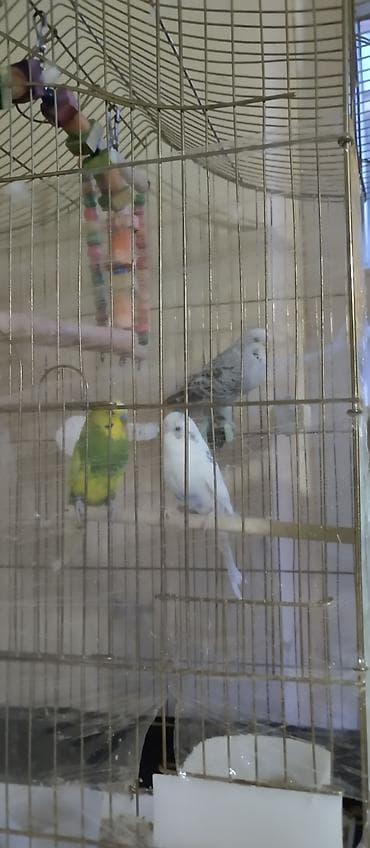 qəfes: Setka qarışığ 80 m tek tek biri 12 m - Növ: dalğalı tutuquşu (seçmə — 2