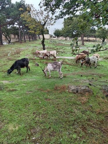 çəpiş əti: Dişi, Zanen, Alpine, Hələb, il: 1, 23 kq, Ətlik, Damazlıq, Südlük, Ödənişli çatdırılma — 1