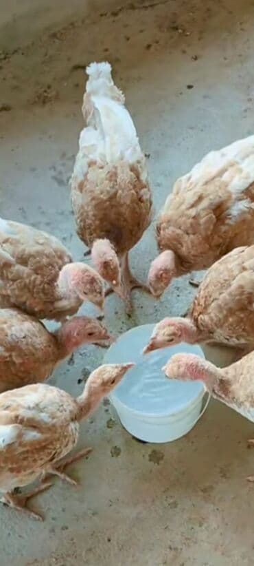 cins inekler azerbaycanda: Salam alekum bu hidusqa satandab 5 hidusqa zakaz etmisik pulu atmisiq — 17