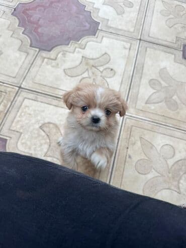 it cütləşdirmək: Pekines, 2 ay — 19