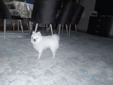 bala haski: Şpitz, 3 il, Erkek, Cütləşmə üçün, Ünvandan götürmə — 4