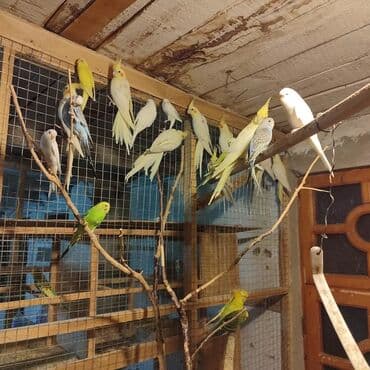 hazır inşalar: Korela quşları hamısı cütə hazır biri 50 azn — 3