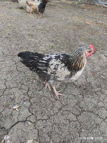 ordək balası və cucə: Toyuq, Ətlik — 5