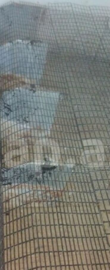 BARTER VAR Qefes dovşan toyuq cüce saxlanaq için ela vezyetde di