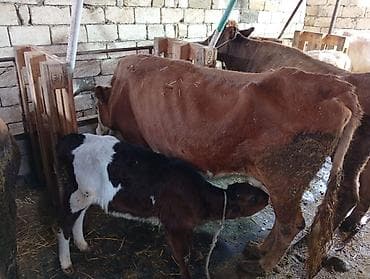 ag xaski: Salam aleykum 3 bash inəy yanlarında dishi balaları .qırmızı inəyin — 6