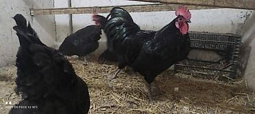 xarkov sortu toyuq: Toyuq, Australorp, Yumurtalıq, Rayonlara çatdırılma — 1