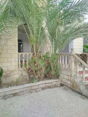 devedabani bitkisi: Xurma (xurma xurması) palmaları – həyət və bağ sahələri üçün dekorativ — 4