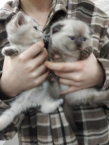 siam pişiyi: Britan — 2