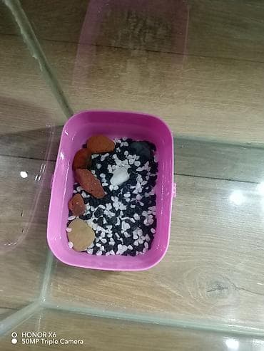 tap az akvarium: Şüşə akvarium tispaqa ilə birlikdə 20 manat. lazimdirsa zəng — 5