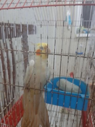 Digər heyvanlar: Tecili satiram kim istese wap chat eleqa saxliya biler 0517854649 — 2