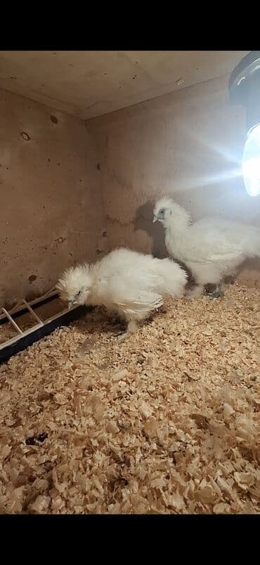 Hinduşka: Toyuq cücələri, Damazlıq — 3