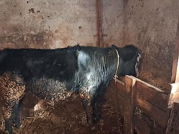 erkey danalar: Qeseng erkek dana super aktiv danadır simental sahron qarısığı — 4