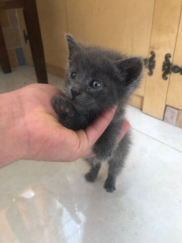 pişiklər bala: Britan, Erkək, Yaxşı əllərə, Ünvandan götürmə — 2