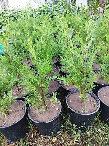 Thuja (arborvitae) əkiləsi saksı fidanları - Növ: Həmişəyaşıl