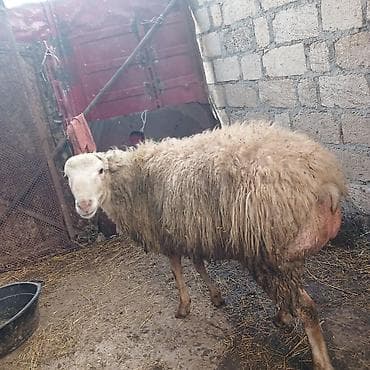 tap.az heyvanlar quba: Qoc 1 yaş yarımlıg, quzu 7 aylıg isdiyen burda yazsın — 3