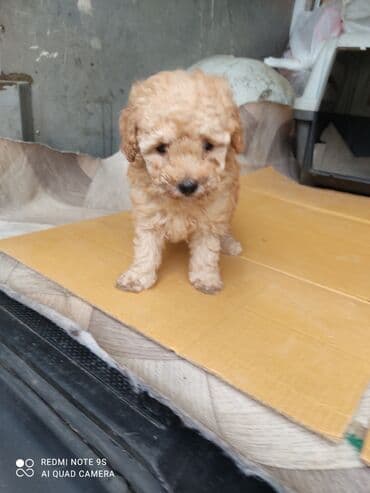 отдам собаку в хорошие руки: Пудель, Самка — 1