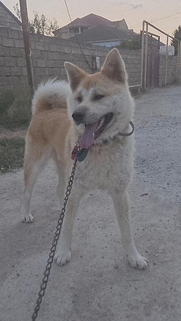 Akita-inu, Dişi, Peyvəndli