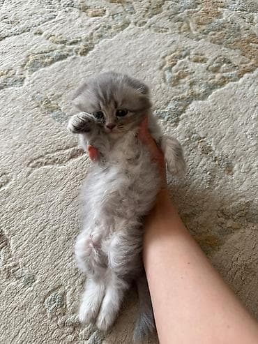 pişik cantası: Şotland yastı qulaq — 2