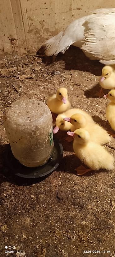 qus adlari: Aq lal lavanda ordeyi satilirTeze cixilar Unvan saray qesebesi Vacab — 5