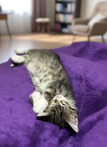 şirin dovşan şəkilləri: Tabbi, Yaxşı əllərə — 1