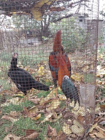 cuce ve xoruz temsili: Toyuq, Damazlıq — 2