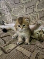 pişiy balası: Qızıl şinşilla, Erkək, Dişi, Yaxşı əllərə — 13