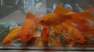 Balıqlar: Qızıl balıq, Sülhsevər, Pulsuz çatdırılma — 9