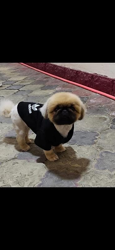 pekines: Pekines, 3 il, Erkek — 2