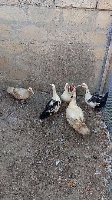 ördək balasi: Musk ördəkləri – mini sürü - Növ: Musk (hind) ördəyi - Say: 5 baş - — 1