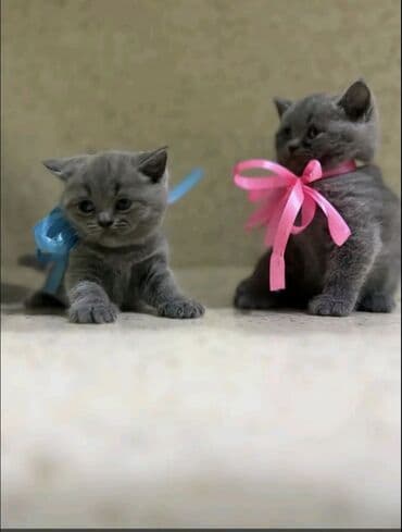 шотландская кошка цена: 50 ile 250 arasi cins saf qan pisiklerimiz var( Silver sinsila temiz — 19