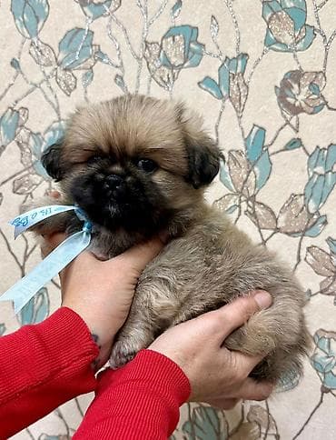 pekines itlerin satisi: Pekines, 2 ay, Erkek — 5