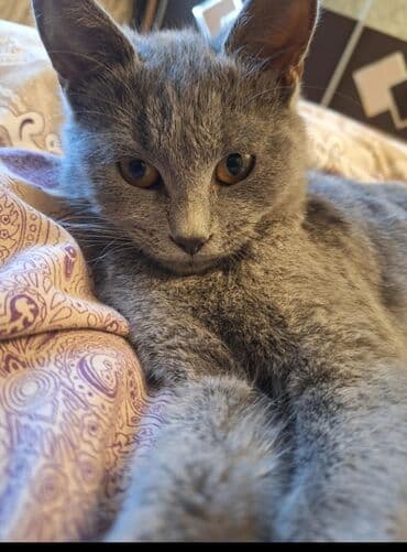 кот в добрые руки: Самка, В добрые руки, Самовывоз — 2