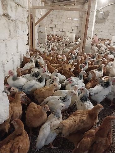 cucə alıram: Toyuq cücələri, Damazlıq — 5