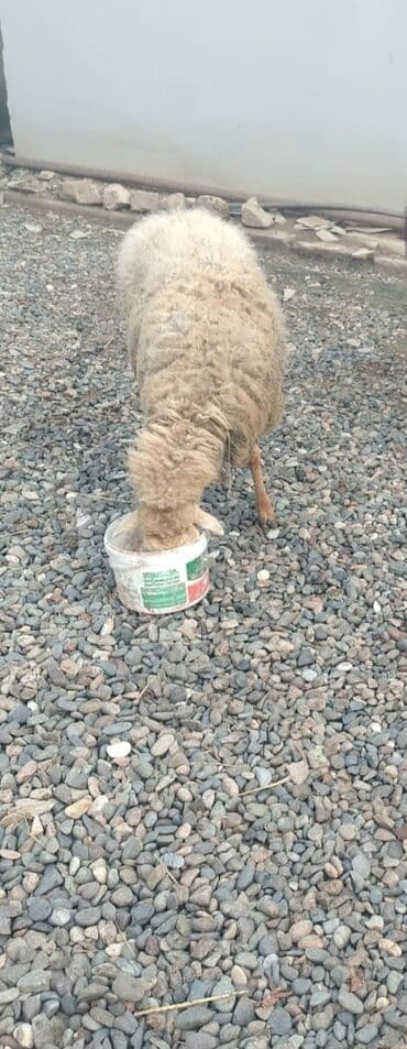 Akvariumlar: Cavan qoyundu qısırdı — 3