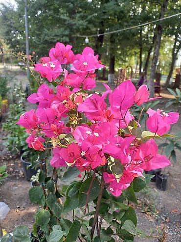 banan agaci: Məhsul: Bağ üçün dekorativ bitkilər və ağaclar Təsvir: - Everqreen — 7