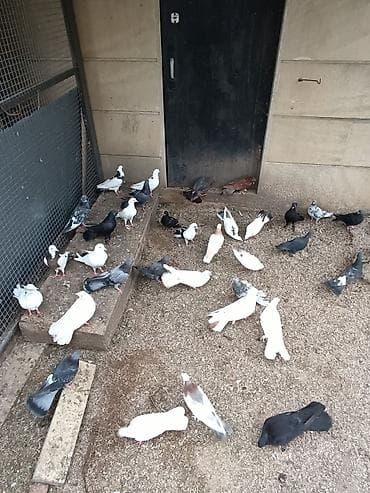 goyercin uzuyu: Seçmədə satılır kütdə — 3