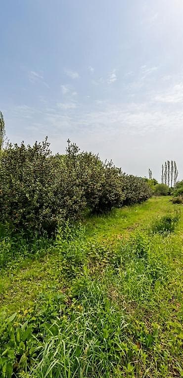 bag evlerinde: 1500 sot, Tikinti, Mülkiyyətçi, Kupça (Çıxarış) — 5