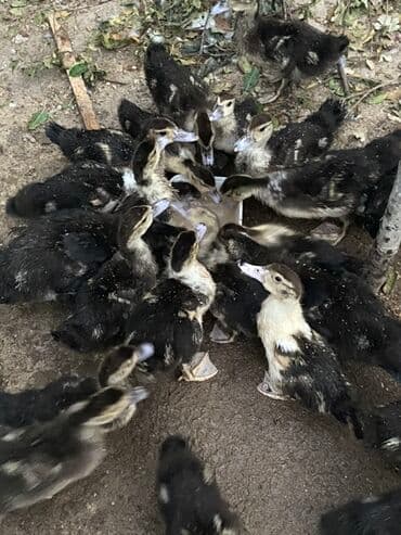 cuceye verilen adlar: Razılaşma — 1