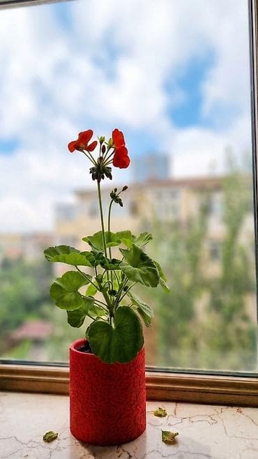 3d qelem: 3D printerdə çap olunmuş yeni dekorativ dibçək. ​İstənilən rəngdə və — 7