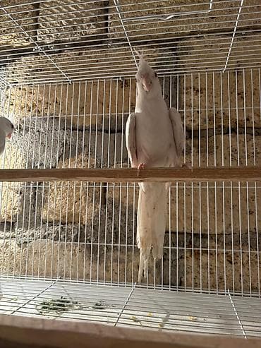 Голуби: Karela qiymet 240 azn 2si cutduler Ağ rəngli nimfa tutuquşuları — 3