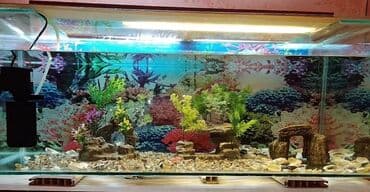 продажа аквариумных рыбок: Akvariumlar — 7