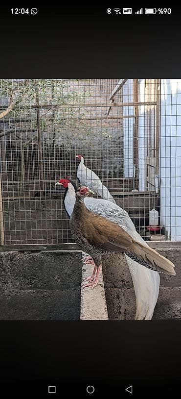 et dukani: Gümüş Fazan cütlüyü 2il yarımlıq - Növ: Gümüş fazan (Silver Pheasant) — 1