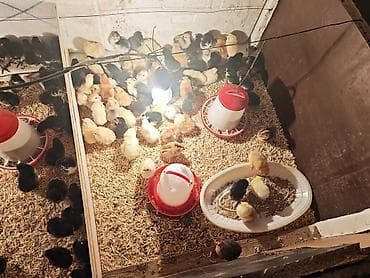 cuce satisi 2019: Toyuq cücələri, Damazlıq — 3