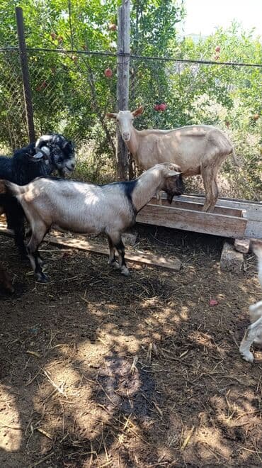 cins ineklerin qiymeti: Məhsul: Keçilər satılır boğaz keçilər sudlü heyvanlardı Qiymət: 400 — 11