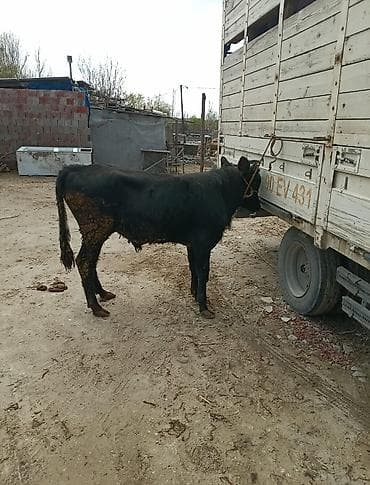 mal bazarı: Inəklər, öküzlər — 4