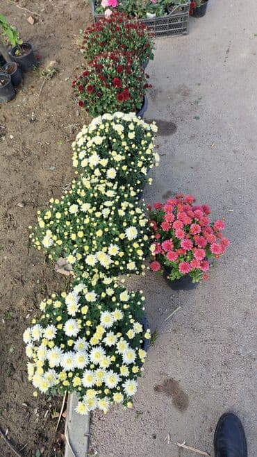 ag yasemen: 1.50 aznden başlayan qiymətlərlə Xrizantema (Chrysanthemum) bəzək — 7